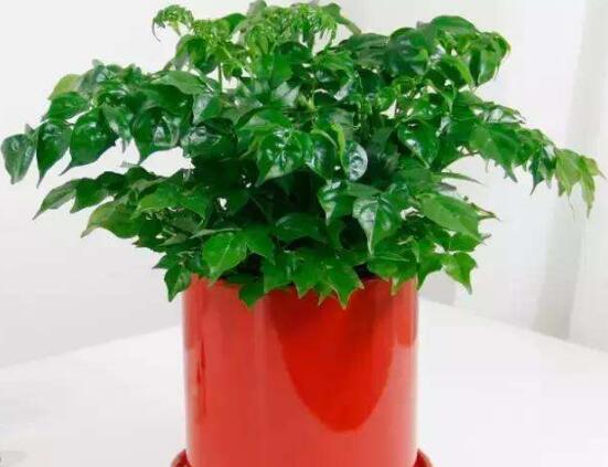 幸福樹放在哪里好風(fēng)水，盤點(diǎn)最佳四個(gè)好風(fēng)水位置(客廳/臥室/書房/陽臺(tái))