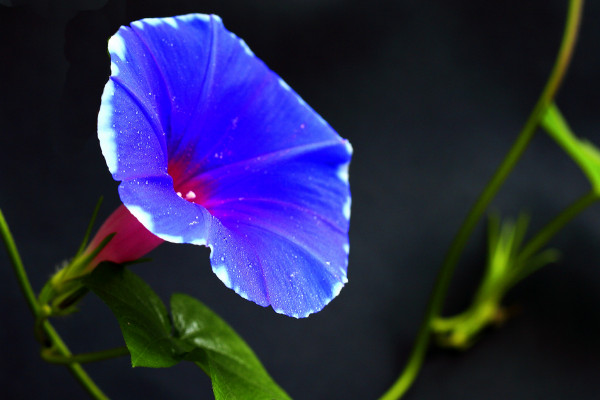 牽?；ㄓ纸惺裁椿? src="/nongchan/d/file/20201223/1boyvkk1fvh.jpg" / data-8HDZ="yQuQMS"></p>
<p data-vVgB="fqAkxT">
	牽牛花又被叫做為喇叭花，它是旋花科牽牛屬的一年生草本植物，還被叫做為喇叭花是因?yàn)樗_(kāi)花的時(shí)候，花朵形如喇叭，它還被人們叫做為朝顏花，因?yàn)樗幕ǘ渲辉谠绯康臅r(shí)候開(kāi)放，中午的時(shí)候就會(huì)凋謝枯萎。</p>
<p data-3E3z="3PVLaf">
	<strong data-gANf="Tm4RMO">2、植株特征</strong></p>
<p data-Xm9Q="LPVwFE">
	<img alt=