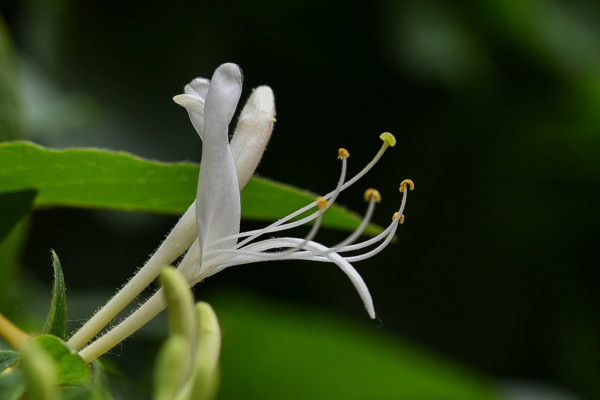 金銀花的養(yǎng)殖方法和注意事項(xiàng)