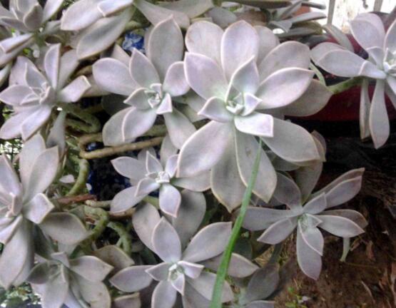 寶石花應該怎么養(yǎng)，只要全面掌握五個要點生長無憂