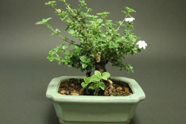 六月雪怎樣提根，六月雪盆景提跟技巧介紹