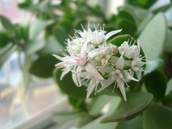 玉樹(shù)葉子發(fā)軟怎么辦，三種原因以及解決辦法