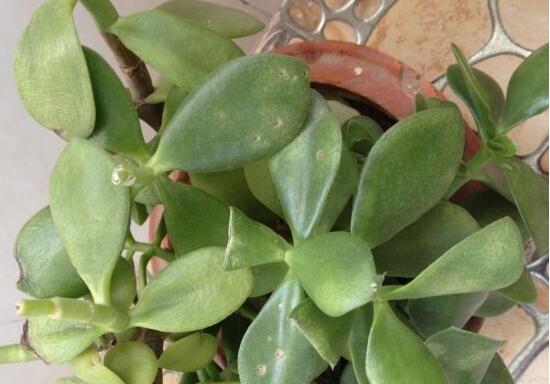 玉樹(shù)葉子發(fā)黃怎么補(bǔ)救，教你三種最直接有效的補(bǔ)救方法