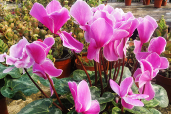 仙客來一般養(yǎng)幾年