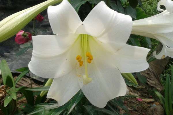 百合地栽冬天會(huì)凍死嗎