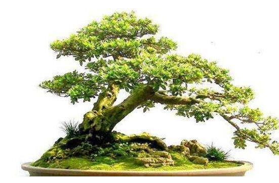 六月雪造型方法，蓄木截干法/剪扎結合法(美觀)