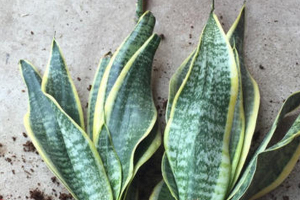 金邊虎皮蘭的養(yǎng)殖方法和注意事項