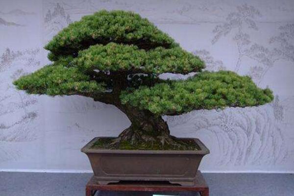 九里香盆景怎么養(yǎng)，確保九里香爆盆的5大要點(diǎn)