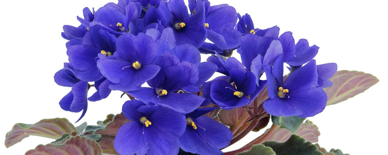 紫羅蘭長(zhǎng)的太長(zhǎng)了怎么辦