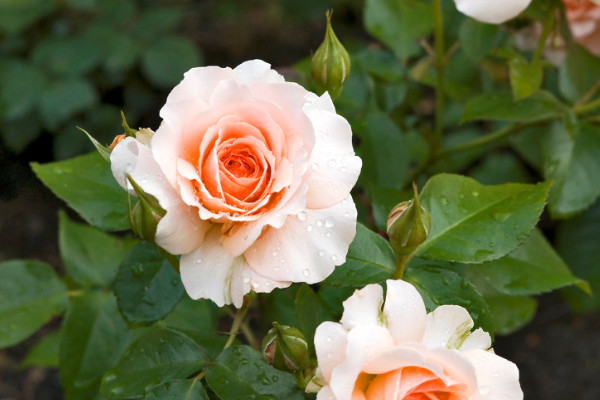 薔薇花為什么不開花