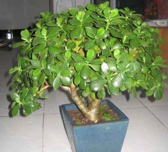 玉樹有毒嗎，玉樹能放在臥室嗎/有毒別放室內(nèi)