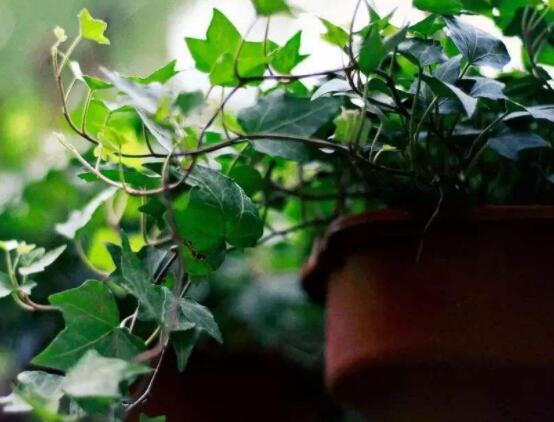 常春藤晚上能放臥室嗎，能/凈化空氣、舒緩身心、擋煞驅(qū)煞