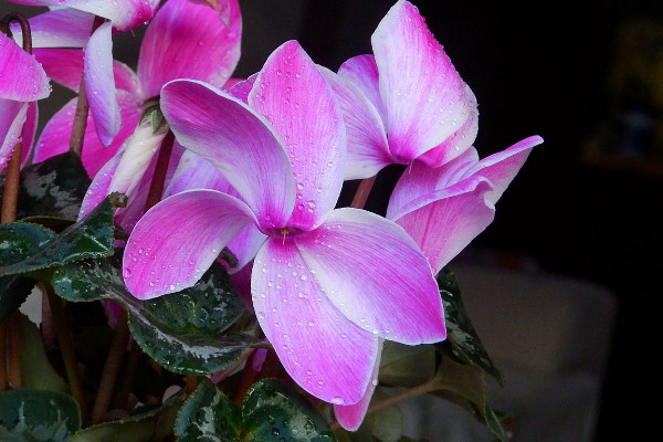 仙客來開花期注意事項(xiàng)