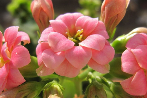 長壽花葉邊發(fā)紅是怎么回事