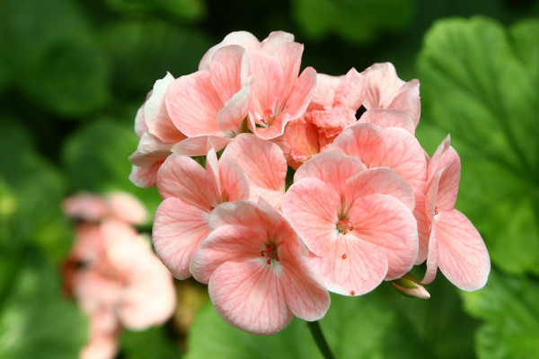 仙客來(lái)的花越來(lái)越小是什么回事