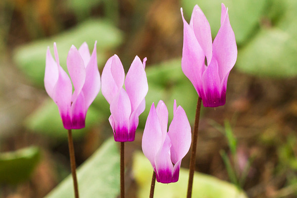 仙客來冬季的養(yǎng)殖方法和注意事項(xiàng)