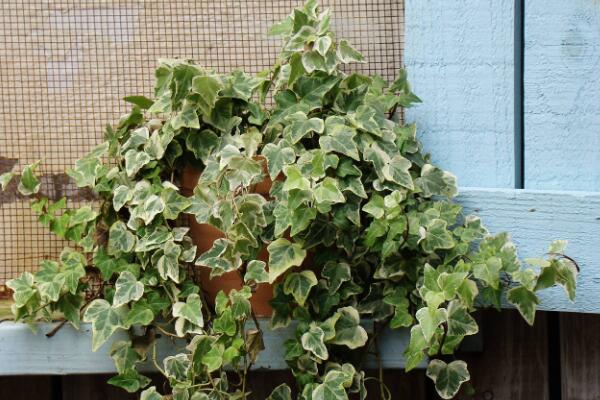 夏天常春藤怎么養(yǎng)，常春藤夏季養(yǎng)5大要點(diǎn)