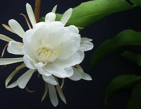 曇花怎么施肥，腐熟的有機(jī)肥為主/陰天施肥最佳