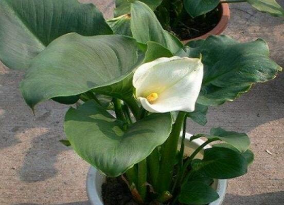 馬蹄蓮的繁殖方法圖解，詳解三種存活率最高常用方法