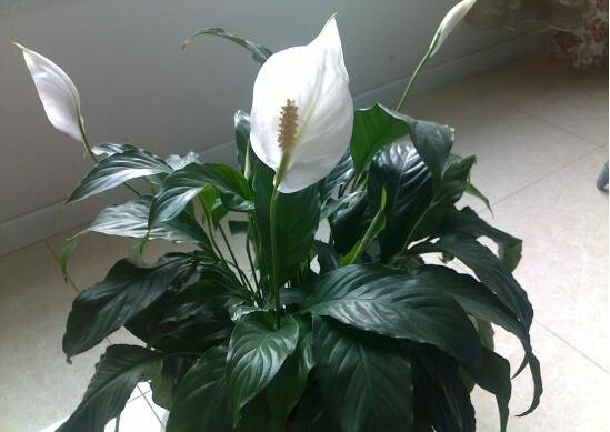 一帆風(fēng)順澆什么水好，澆淘米水、池塘水使枝葉青翠碧綠