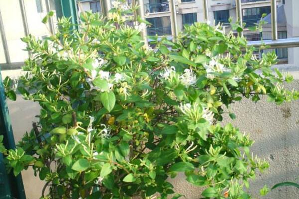 金銀花樹苗的種植方法，種后養(yǎng)護(hù)非常關(guān)鍵