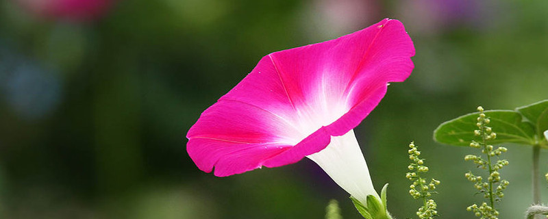 牽?；茉谑覂?nèi)養(yǎng)嗎