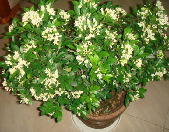 九里香多大開花，幼苗開花需3-4年/成株年年開花