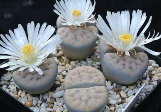 生石花怎么養(yǎng)護(hù)，做好五點生長美觀茂盛