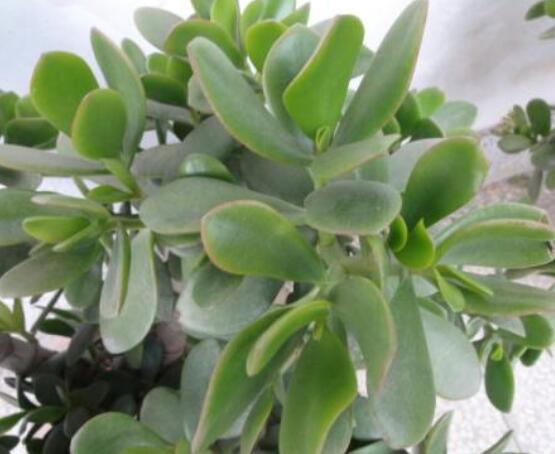 燕子掌怎么養(yǎng)長得更快，做好五個要點盆盆爆滿