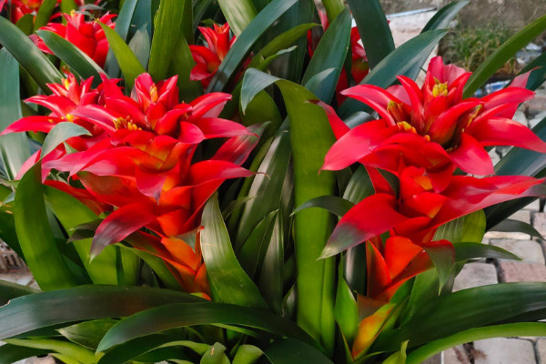 鴻運(yùn)當(dāng)頭發(fā)芽了可以分栽嗎