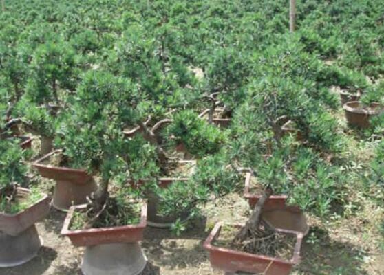 羅漢松葉子發(fā)黃怎么辦，羅漢松葉子發(fā)黃解決辦法