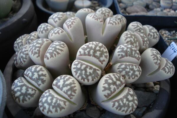 生石花多久澆一次水，不同季節(jié)不同澆水方法