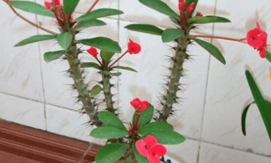 虎刺梅的繁殖方法，教你兩種最常用的繁殖方法(扦插與組培)