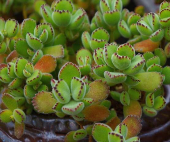 熊童子有毒嗎，無毒/驅除蚊蟲、美化環(huán)境