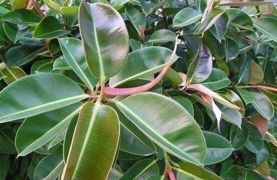 橡皮樹怎么養(yǎng)，牢記七個(gè)步驟就可養(yǎng)好