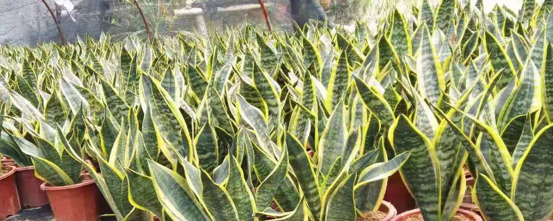 青葉虎皮蘭養(yǎng)殖方法