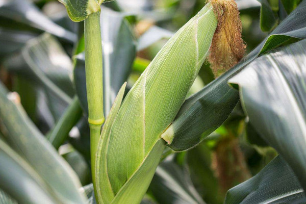 夏玉米什么時(shí)候種最合適