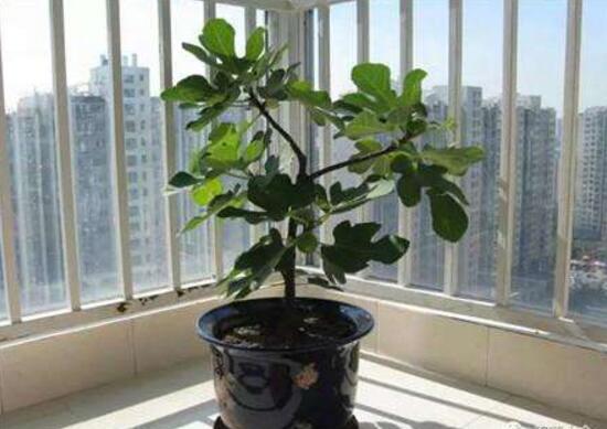 平安樹怎么養(yǎng)才茂盛，平安樹的養(yǎng)殖方法