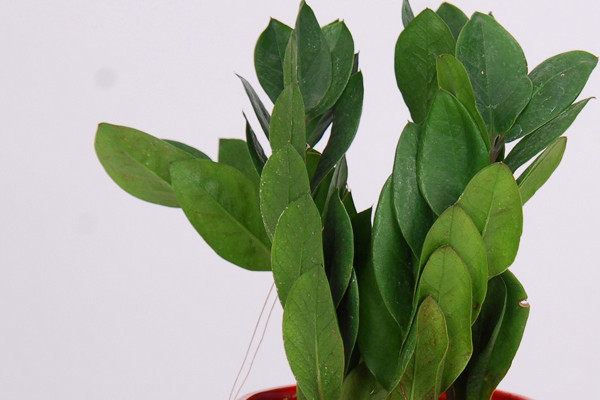 金錢(qián)樹(shù)抗寒嗎