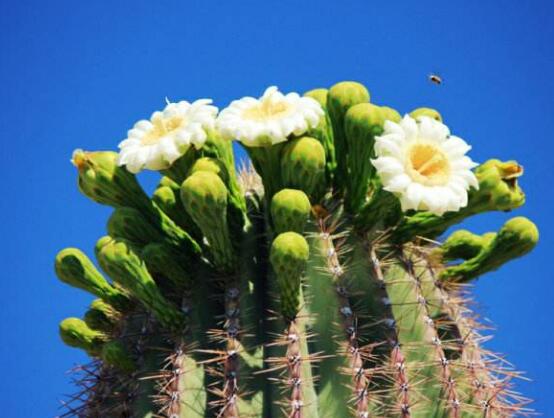 仙人掌為什么不用澆水，因吸水能力太強(qiáng)