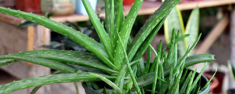 蘆薈如何養(yǎng)爆盆