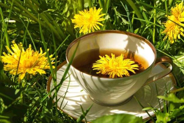 長期喝干蒲公英水好嗎，長期飲用會導(dǎo)致腹痛、腹瀉