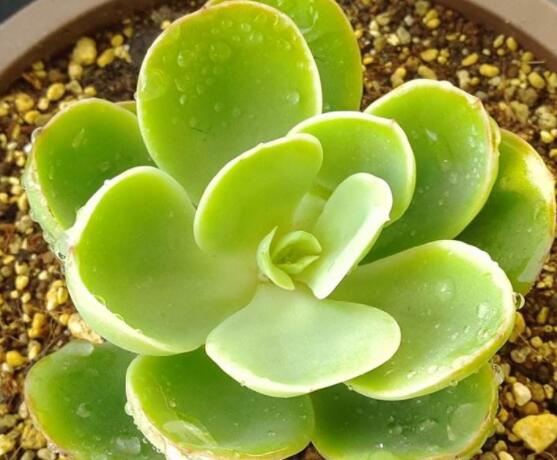 寶石花怎么澆水，不同季節(jié)不同澆水量(控水為主)