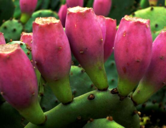 仙人掌的果實(shí)能吃嗎，食用可清熱解毒、養(yǎng)顏?zhàn)o(hù)膚