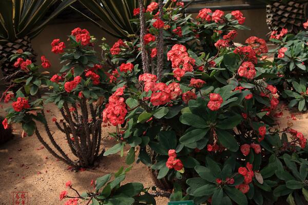 虎刺梅能放在屋里嗎，虎刺梅不能放在家中的4大原因