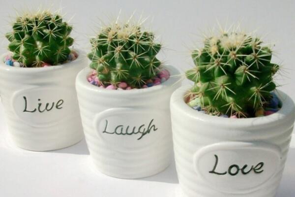 仙人球的養(yǎng)殖方法，養(yǎng)好仙人球做好以下5點(diǎn)最關(guān)鍵