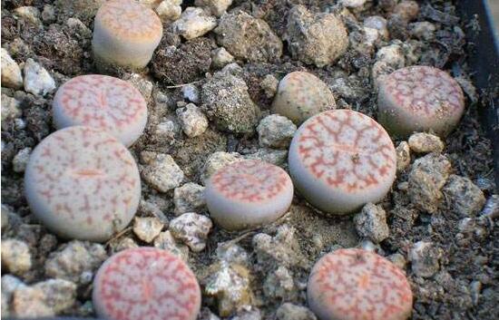 生石花有什么用，老農(nóng)總結(jié)最常見四個(gè)作用