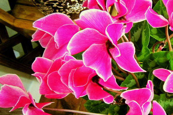 仙客來(lái)種子多久發(fā)芽