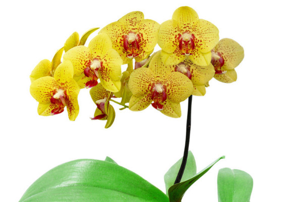 蝴蝶蘭和蘭花哪個(gè)好養(yǎng)