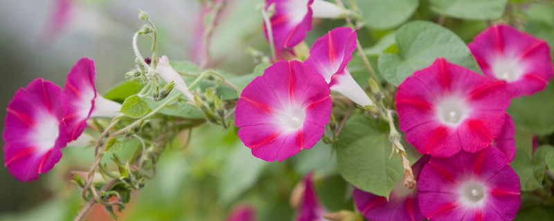 牽?；ㄒ粋€盆里種幾顆